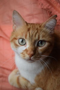 Close-up portrait of tabby cat