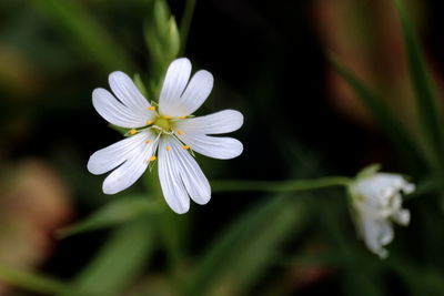 Close-up of white flowering plant