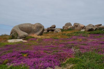 Scenic view of rocks on field against sky