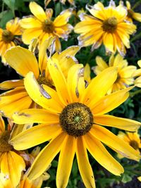 Close-up of honey bee on yellow flower