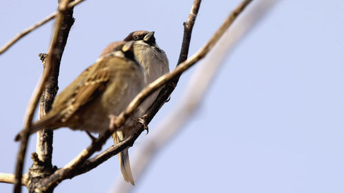 Low angle view of bird perching against clear sky