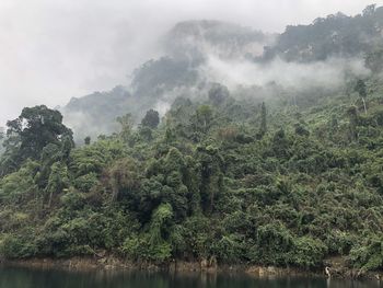 The forest in na hang, tuyên quang, vietnam