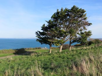 Tree on field by sea against sky