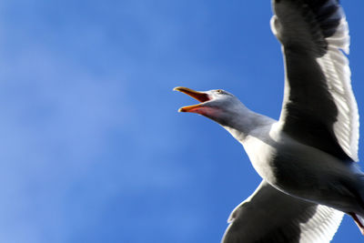 bird