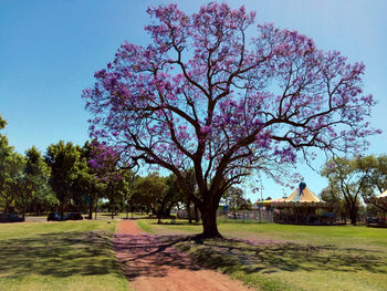 View of trees against clear sky