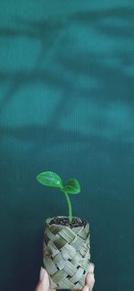Person holding green leaves