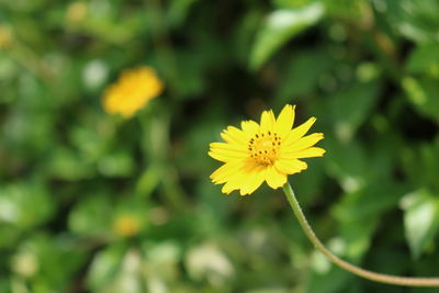 Close-up of yellow flowering plant