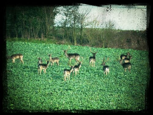 animal themes, grass, field, wildlife, animals in the wild, grassy, green color, tree, mammal, nature, transfer print, growth, bird, day, auto post production filter, landscape, outdoors, no people, tranquility