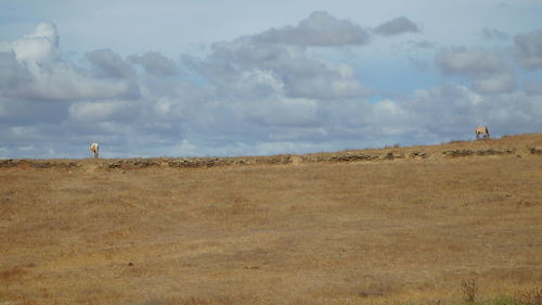 Sheep on field against sky