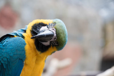 Close-up of a macaw