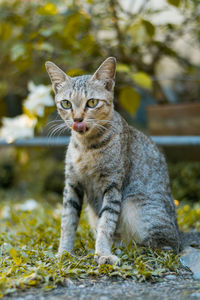 Portrait of cat on field