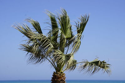 Low angle view of coconut palm tree against clear blue sky