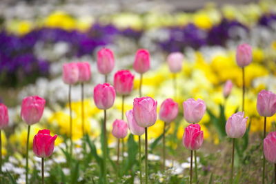 Close-up of multi colored crocus flowers