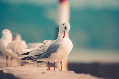 Close-up of seagulls perching