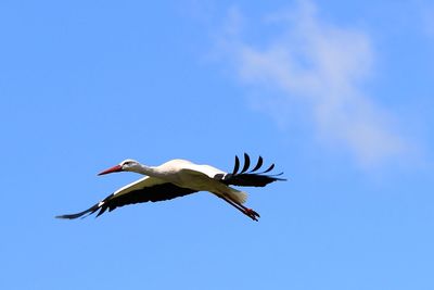 Low angle view of bird flying against clear blue sky