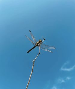 Low angle view of dragonfly flying against clear blue sky