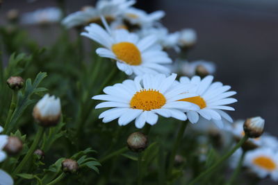 Close-up of white daisy flowers