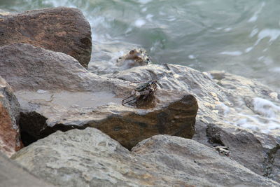 Close-up of rock formation in sea
