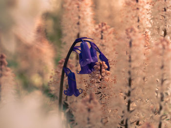 Bluebell flower against a tree trunk