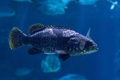 Close-up of fish swimming in sea