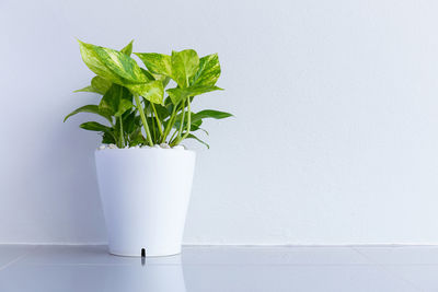 Close-up of potted plant on table against wall