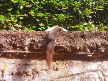 View of an animal on rock against trees