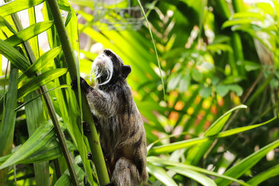 Emperor tamarin, saguinus imperator among the vegetation of a tropical jungle