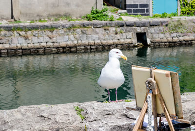 Seagull perching on a lake