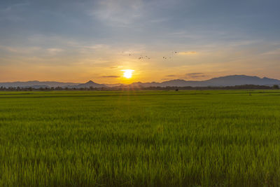 Scenic view of rice field against sky during sunset