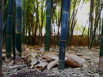 Low section of bamboo trees on field in forest