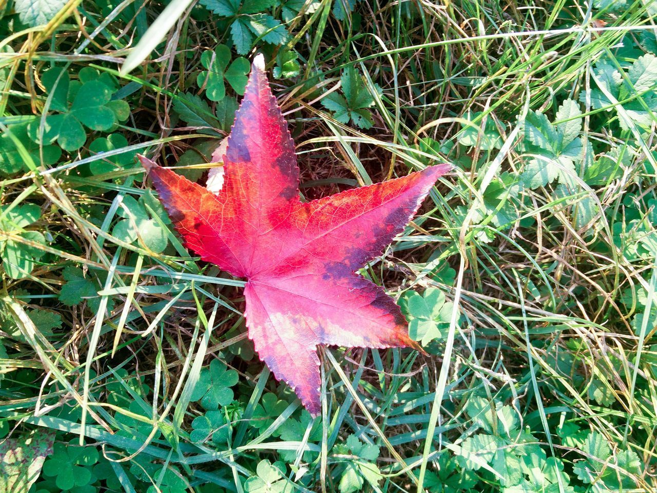 HIGH ANGLE VIEW OF MAPLE LEAF ON LAND