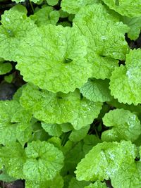 Full frame shot of wet leaves