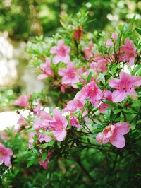 Close-up of pink flowers