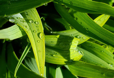 Close-up of raindrops on leaves