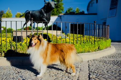 View of a dog standing on footpath