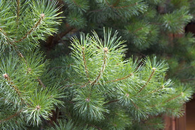 Close-up of palm tree