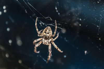 Close-up of spider on web