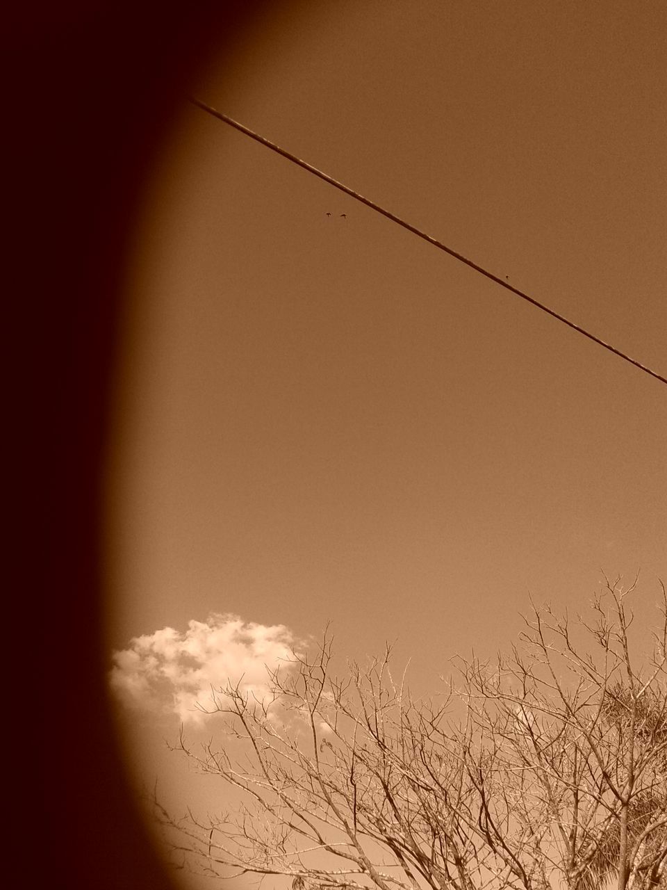 SILHOUETTE TREE AGAINST SKY