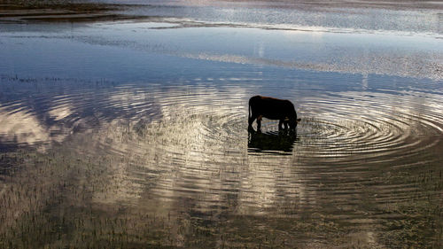 Cow in lake at sunset