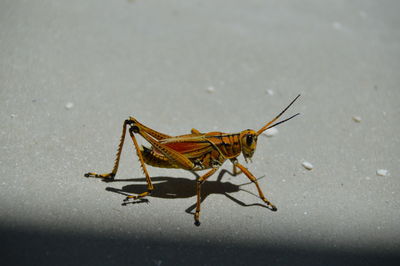 View of grasshopper on sand