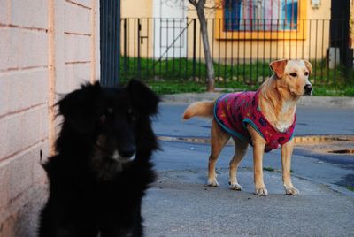 Portrait of dog