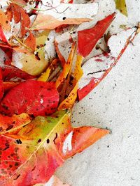 High angle view of dry leaves on plant