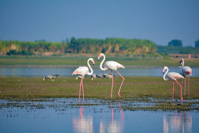 Flamingos on the lake