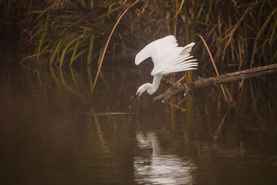 White bird flying over lake