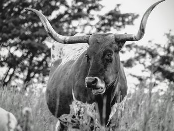 Close-up of a goat