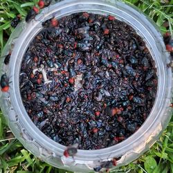 High angle view of insect in container