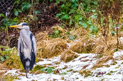 High angle view of gray heron perching on a field