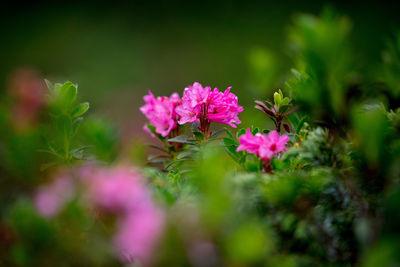 Close-up of pink flowers blooming outdoors