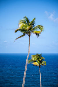 Coconut palm tree by sea against blue sky