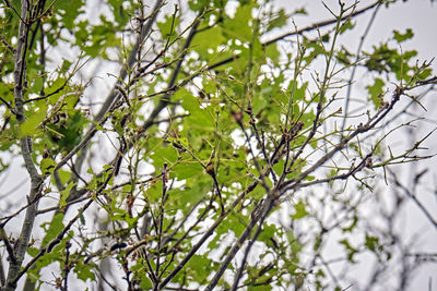 Low angle view of flowering plants on tree